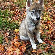 Nayko a rejoint le concours — aidez-le/la à gagner de superbes lots ! puppy, dog, heterochromia, blue_eye, brown_eye, leash, autumn, leaves, grass, outdoor, nature, sitting, young_dog, cute, canine, fur, ears, collar, forest_floor, pet