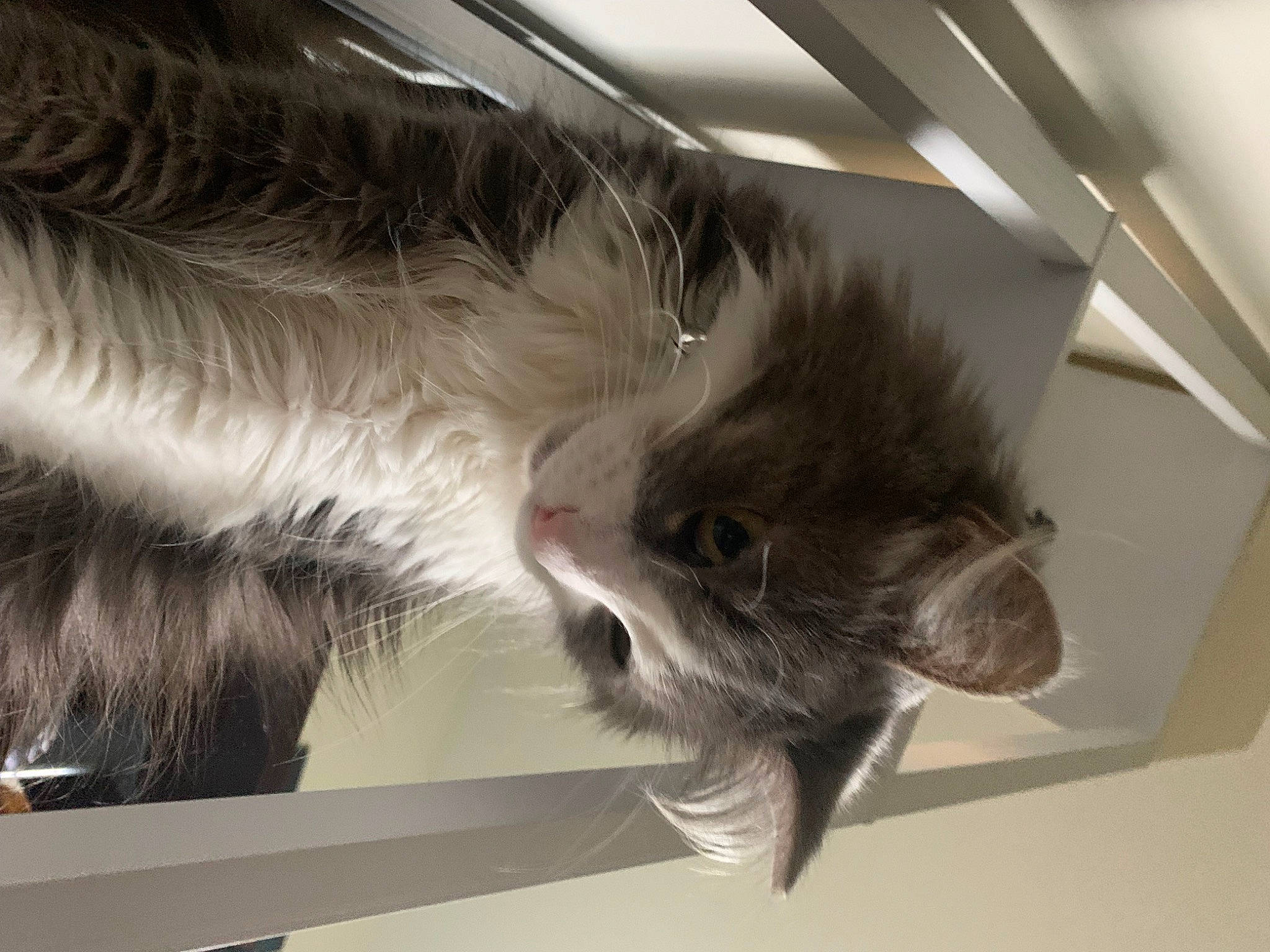 Joey is registered to the contest to win money with this photo: box, cardboard, carnivore, cat, claw, domestic_short_haired_cat, felidae, fur, maine_coon, packaging_and_labeling, paw, small_to_medium_sized_cats, snout, tail, terrestrial_animal, whiskers