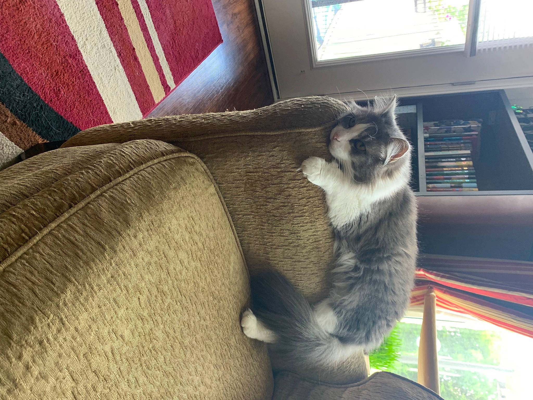 Joey is registered to the contest to win money with this photo: carnivore, cat, comfort, dog_breed, domestic_short_haired_cat, felidae, fur, grey, linens, plant, procyonidae, small_to_medium_sized_cats, tail, terrestrial_animal, whiskers, window, wood