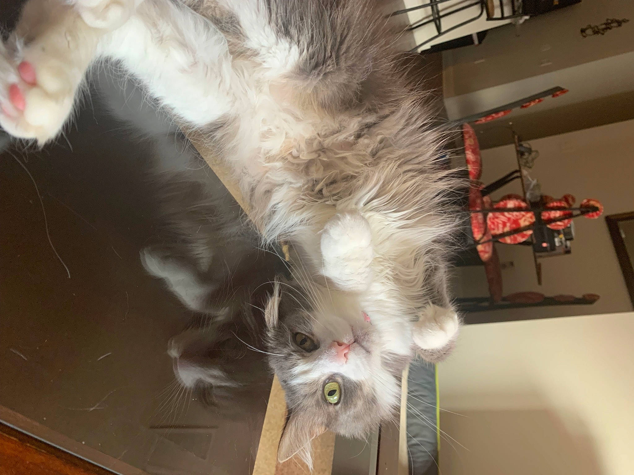 Joey joined the competition — help win amazing prizes! animal_product, canidae, carnivore, cat, claw, fawn, feather, felidae, flooring, fur, metal, natural_material, paw, small_to_medium_sized_cats, snout, tail, whiskers