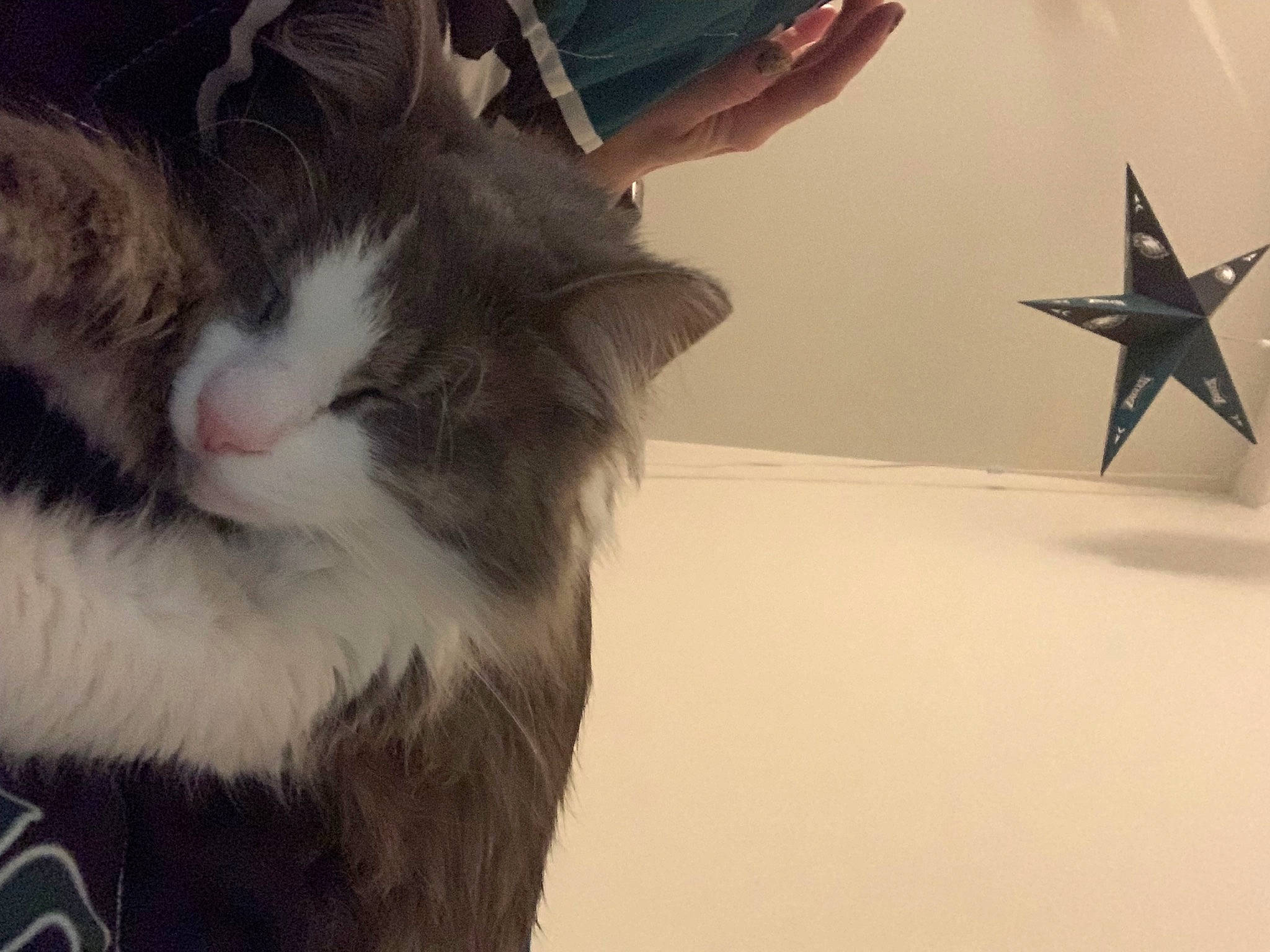 Joey joined the competition — help win amazing prizes! carnivore, cat, claw, cloud, comfort, domestic_short_haired_cat, felidae, fur, gesture, lap, paw, selfie, small_to_medium_sized_cats, snout, tail, whiskers