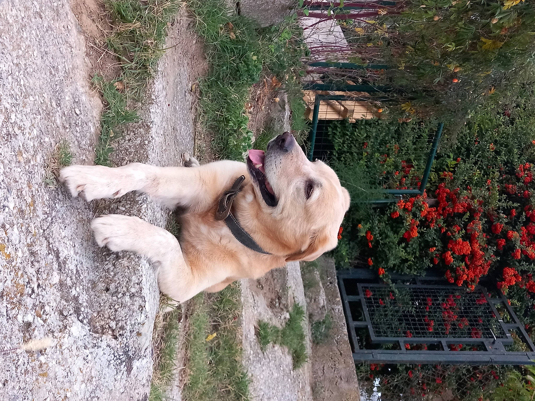 Sutt participe au concours pour gagner de l'argent avec cette photo : canidae, carnivore, collar, companion_dog, dog, dog_breed, dog_collar, fawn, flower, grass, guard_dog, house, plant, snout, sporting_group, tail, tree, water, wood, working_animal