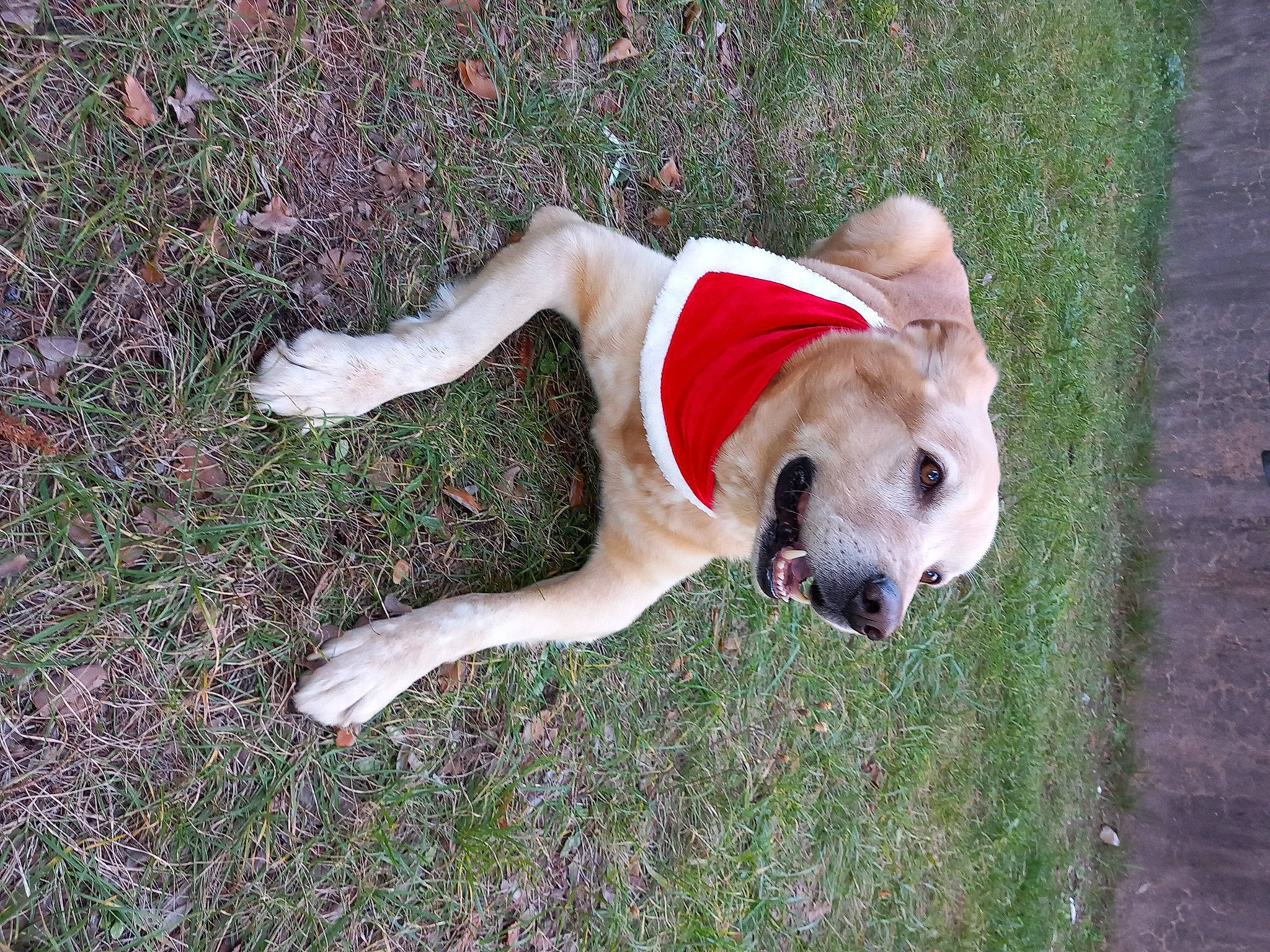 Sutt a rejoint le concours — aidez-le/la à gagner de superbes lots ! ball, canidae, carnivore, companion_dog, dog, dog_breed, dog_supply, doghouse, fawn, football, grass, gun_dog, non_sporting_group, plant, retriever, sporting_group, tail, terrestrial_animal, working_animal, working_dog