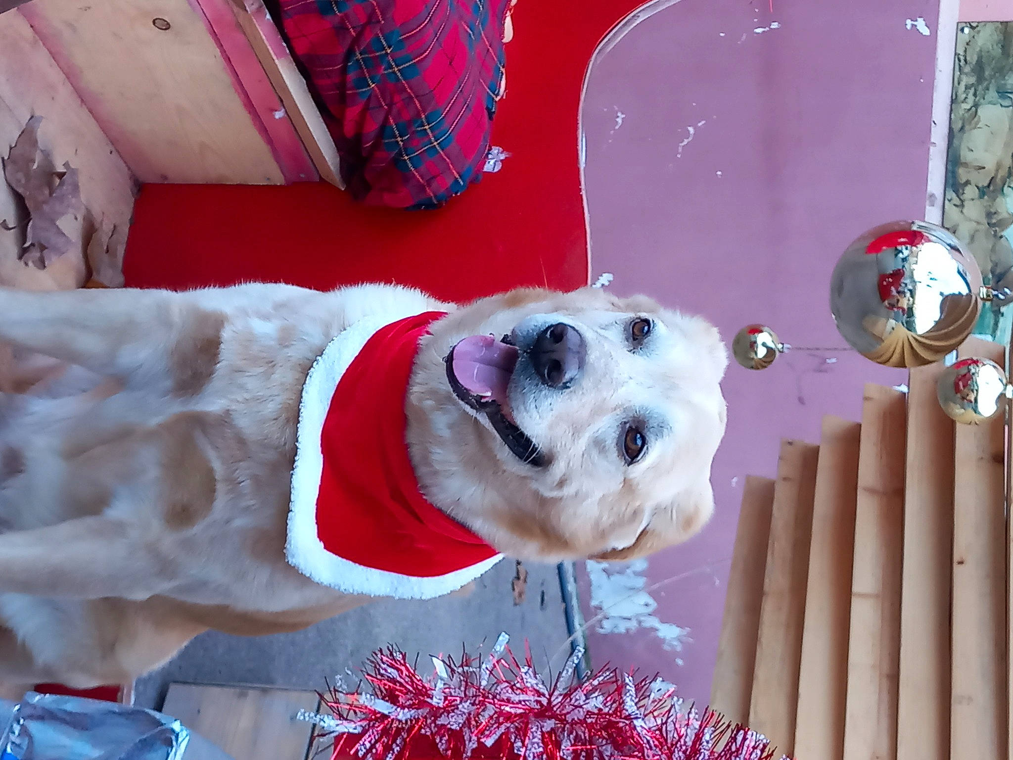 Sutt participe au concours pour gagner de l'argent avec cette photo : canidae, carmine, carnivore, companion_dog, dog, dog_breed, door, event, fur, holiday, magenta, non_sporting_group, pink, red, room, smile, snout, sporting_group, textile, winter