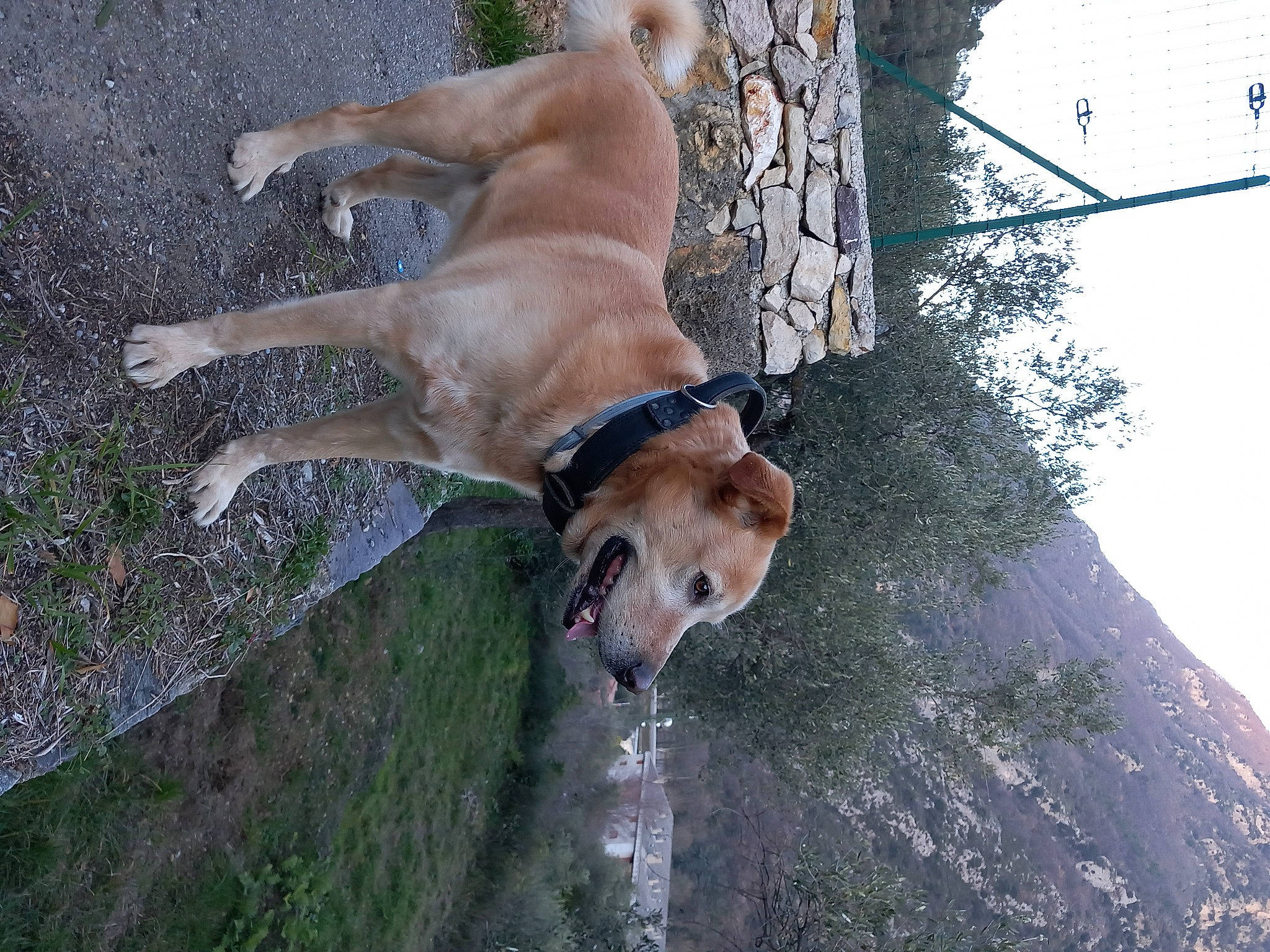 Sutt a rejoint le concours — aidez-le/la à gagner de superbes lots ! canidae, carnivore, collar, companion_dog, dog, dog_breed, dog_collar, dog_supply, fawn, non_sporting_group, pet_supply, snout, sporting_group, tail