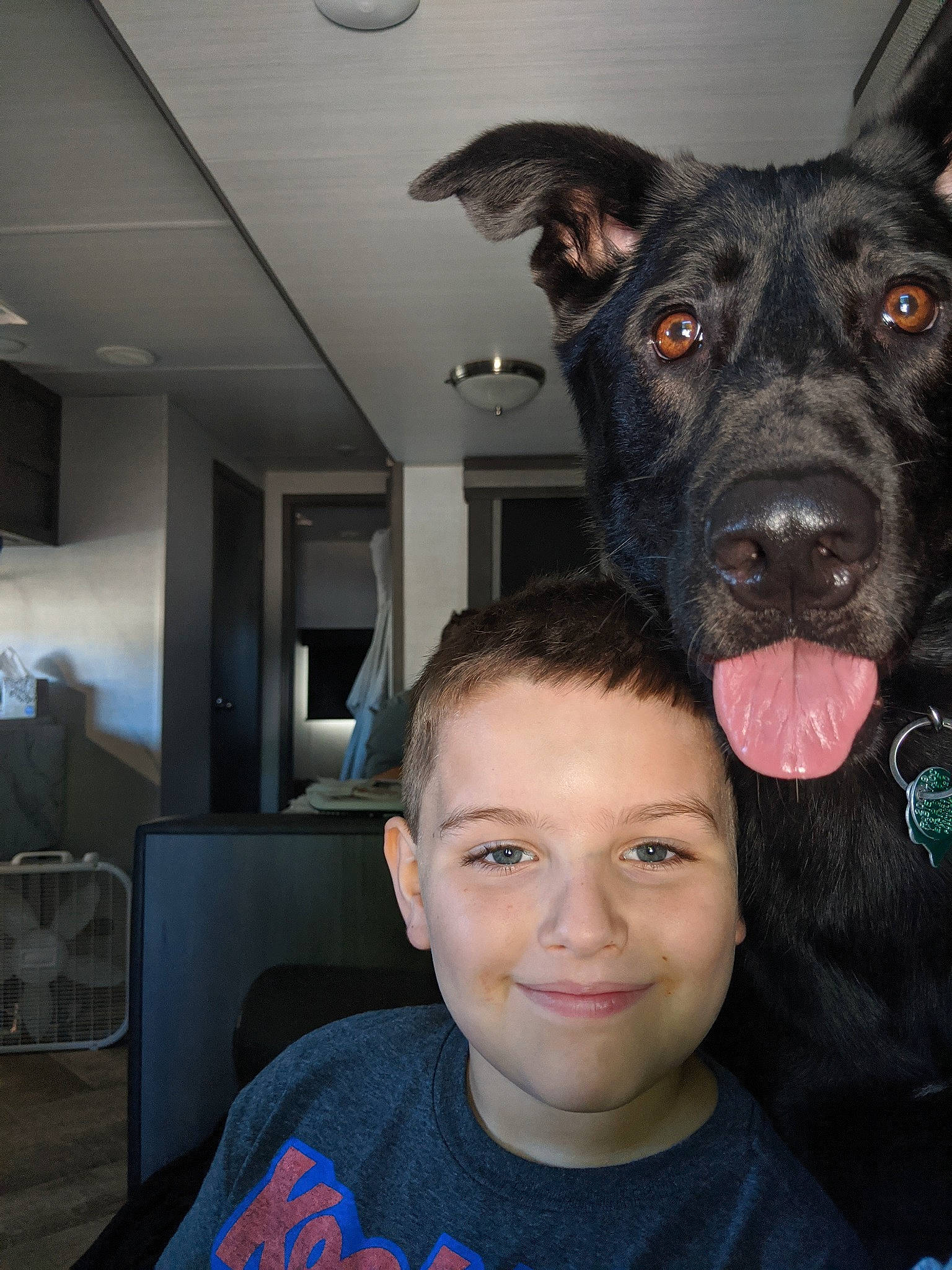 Millie joined the competition — help win amazing prizes! borador, canidae, carnivore, companion_dog, cool, dog, dog_breed, ear, fawn, fur, guard_dog, happy, jaw, selfie, smile, snout, sporting_group, t_shirt, whiskers, working_animal