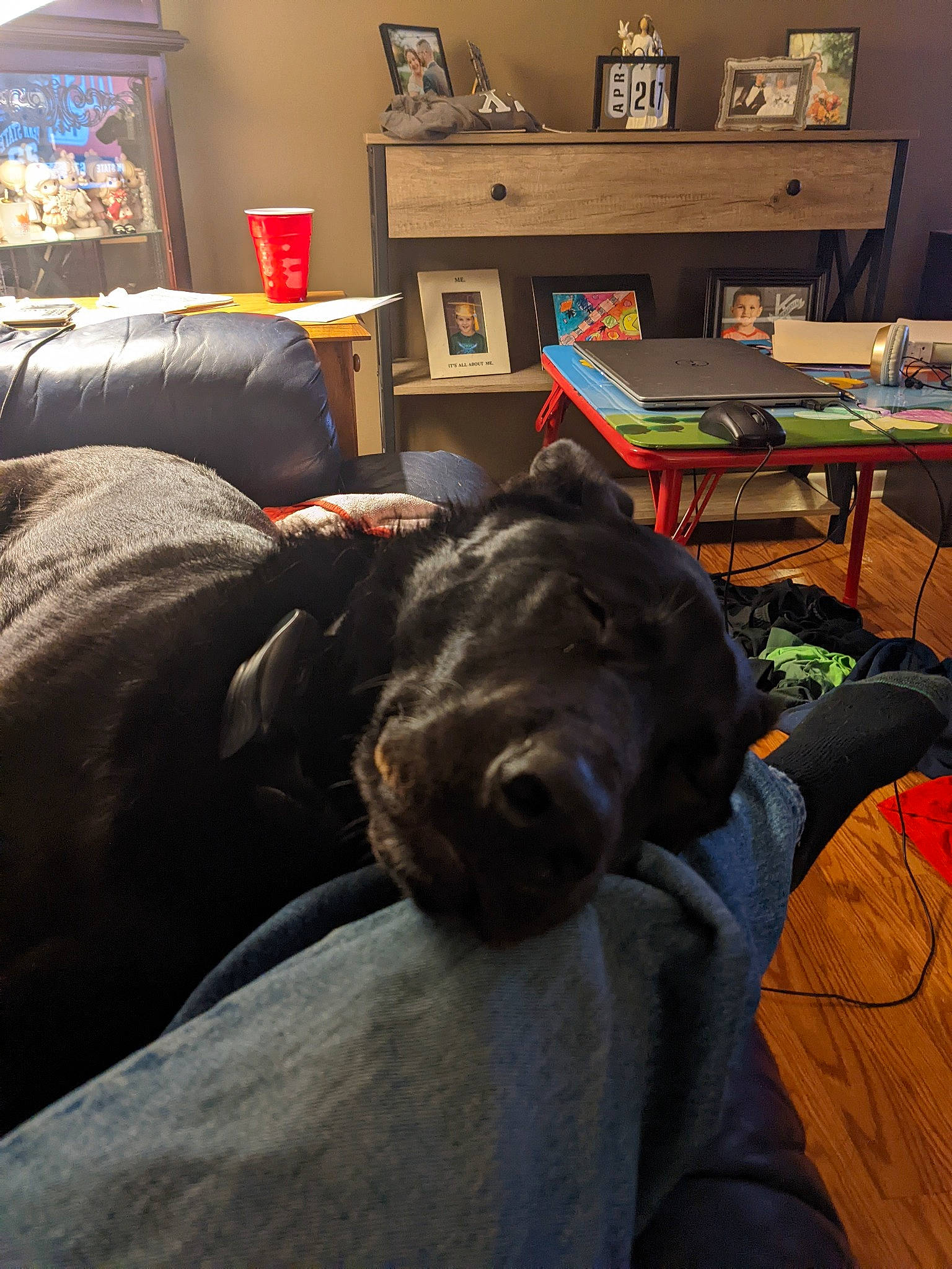 Millie joined the competition — help win amazing prizes! bookcase, carnivore, chair, comfort, companion_dog, couch, dog, dog_breed, fawn, furniture, grey, hardwood, living_room, picture_frame, room, snout, sporting_group, table, wood, working_animal