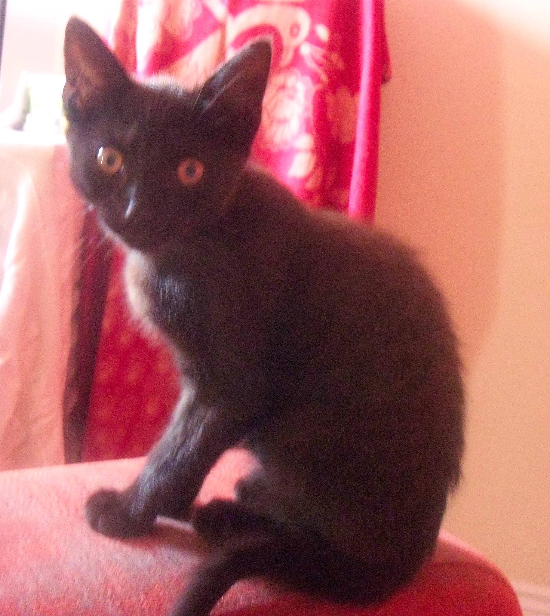 Tigs joined the competition — help win amazing prizes! asian, black_cat, bombay, burmese, carnivore, cat, devon_rex, domestic_short_haired_cat, felidae, german_rex, havana_brown, javanese, kitten, korat, mammal, russian_blue, small_to_medium_sized_cats, tail, vertebrate, whiskers