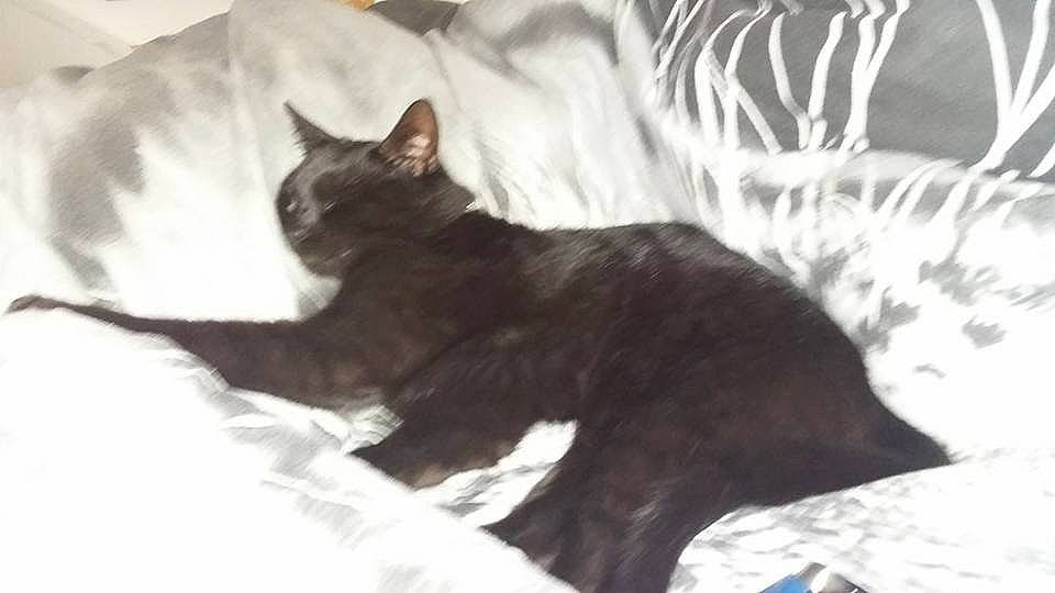 Tigs joined the competition — help win amazing prizes! asian, black_and_white, black_cat, burmese, carnivore, cat, domestic_short_haired_cat, felidae, german_rex, havana_brown, kitten, korat, mammal, polydactyl_cat, russian_blue, small_to_medium_sized_cats, tail, vertebrate, whiskers