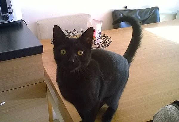 Tigs is registered to the contest to win money with this photo: asian, black_cat, bombay, british_shorthair, burmese, carnivore, cat, chartreux, domestic_short_haired_cat, felidae, kitten, korat, mammal, room, russian_blue, small_to_medium_sized_cats, tail, whiskers