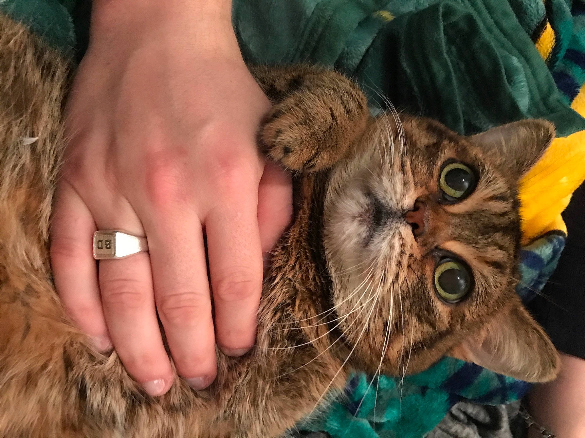 Elie participe au concours pour gagner de l'argent avec cette photo : asian, carnivore, cat, claw, domestic_short_haired_cat, dragon_li, european_shorthair, fawn, felidae, fur, german_rex, gesture, hand, kitten, nail, pixie_bob, skin, small_to_medium_sized_cats, tabby_cat, whiskers