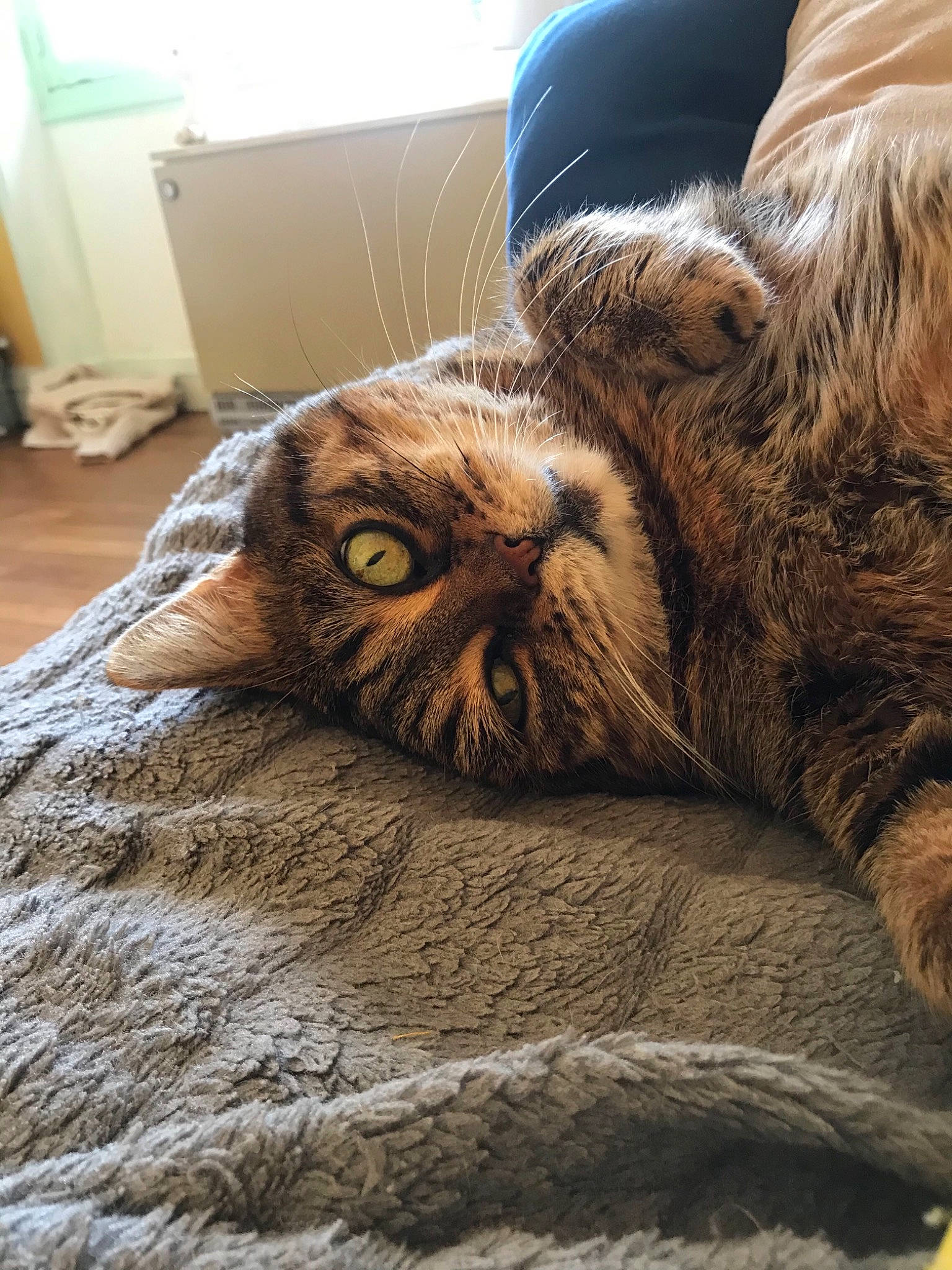 Elie a rejoint le concours — aidez-le/la à gagner de superbes lots ! carnivore, cat, comfort, european_shorthair, fawn, felidae, fur, furniture, nap, pixie_bob, sleep, small_to_medium_sized_cats, snout, tabby_cat, textile, whiskers