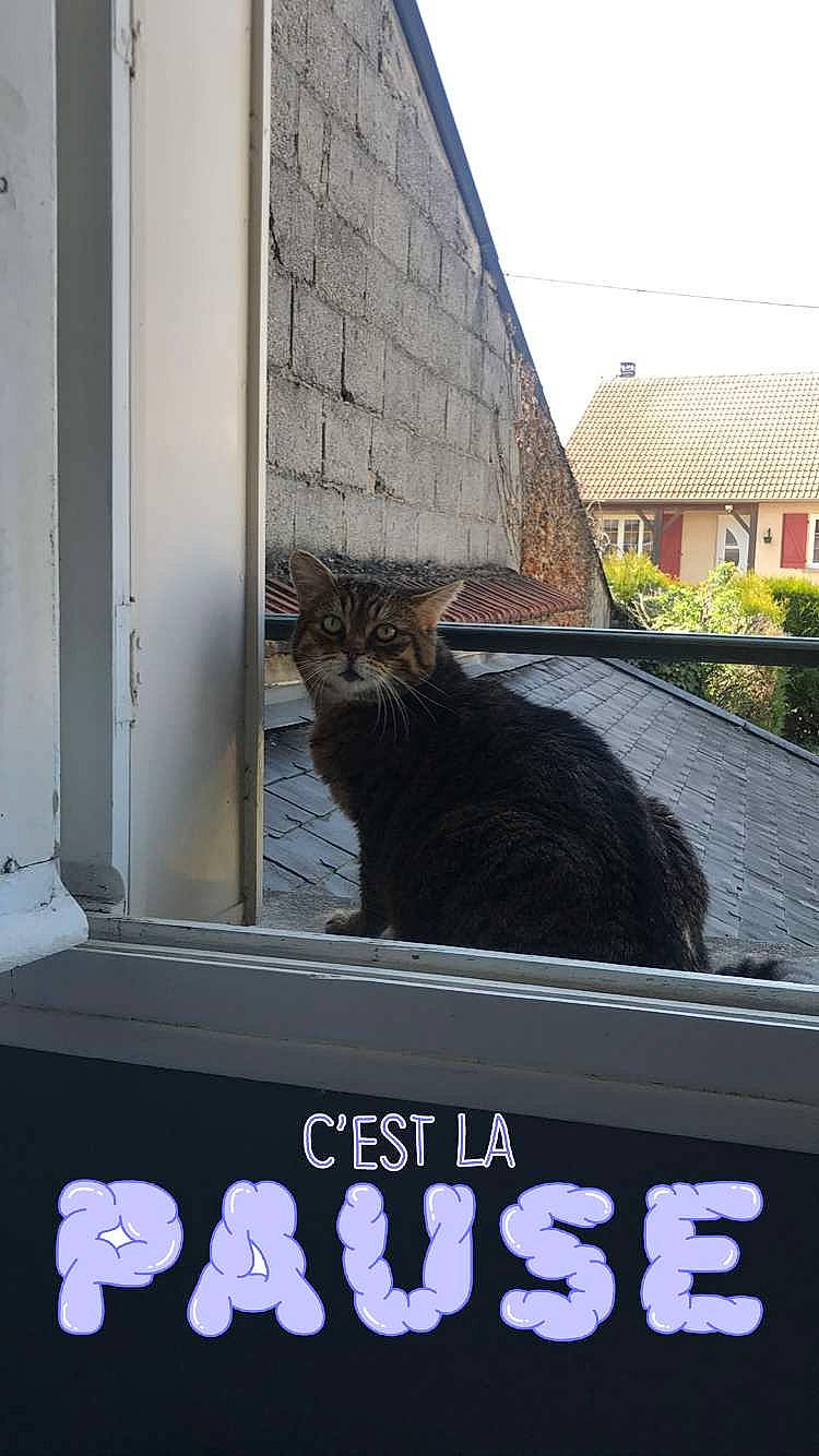 Elie a rejoint le concours — aidez-le/la à gagner de superbes lots ! asian, black_cat, carnivore, cat, domestic_short_haired_cat, door, european_shorthair, felidae, fur, polydactyl_cat, small_to_medium_sized_cats, tabby_cat, tail, whiskers, wild_cat, window