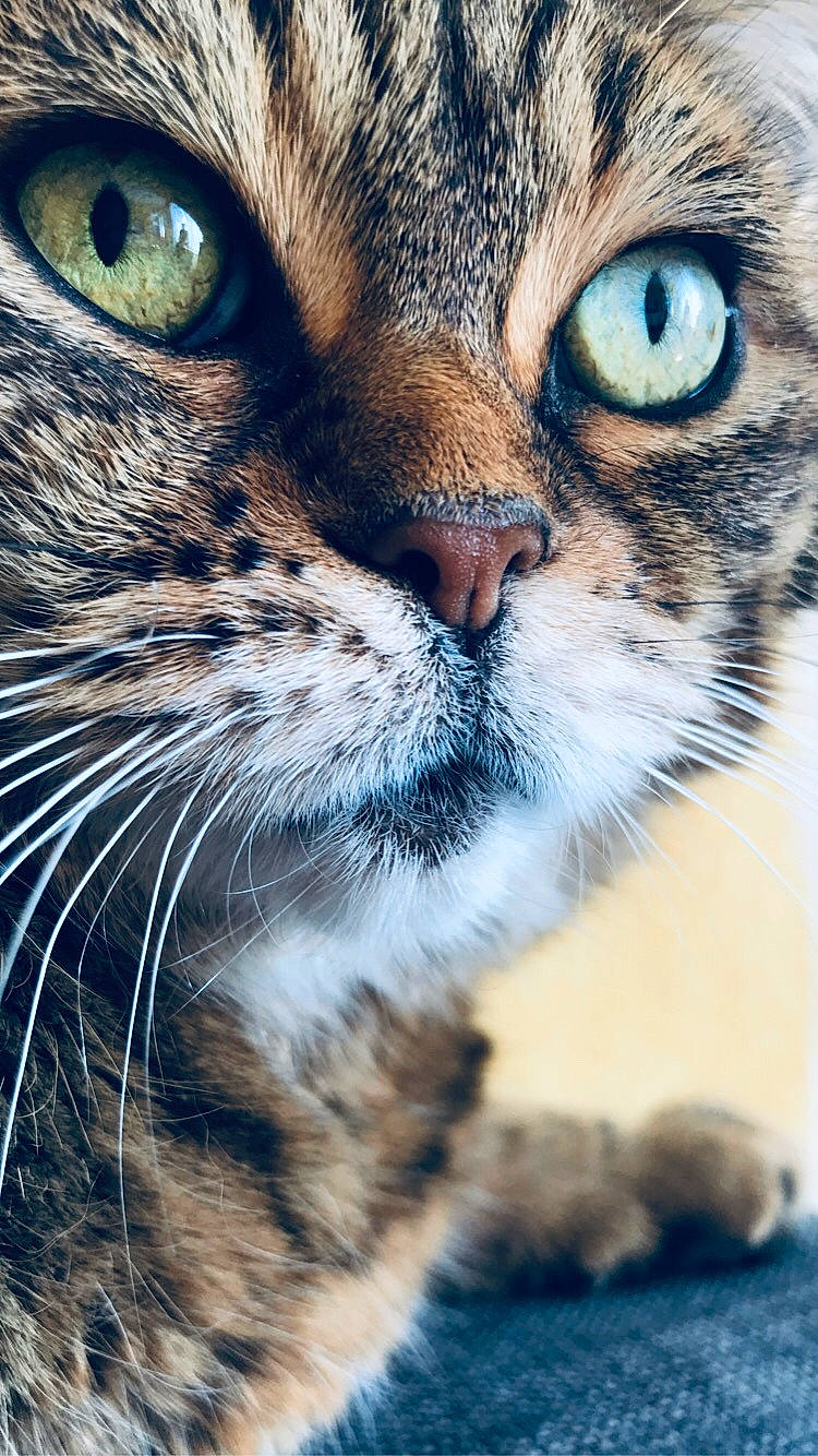 Elie participe au concours pour gagner de l'argent avec cette photo : aegean_cat, american_bobtail, american_shorthair, american_wirehair, asian, carnivore, cat, close_up, domestic_short_haired_cat, european_shorthair, eye, felidae, kitten, mammal, nose, small_to_medium_sized_cats, snout, tabby_cat, vertebrate, whiskers