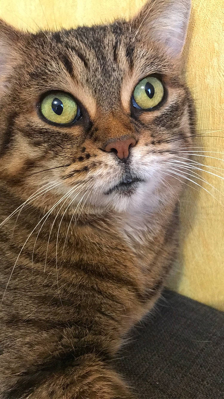 Elie participe au concours pour gagner de l'argent avec cette photo : american_shorthair, american_wirehair, asian, australian_mist, carnivore, cat, close_up, domestic_short_haired_cat, dragon_li, european_shorthair, eye, felidae, mammal, pixie_bob, small_to_medium_sized_cats, snout, tabby_cat, toyger, vertebrate, whiskers