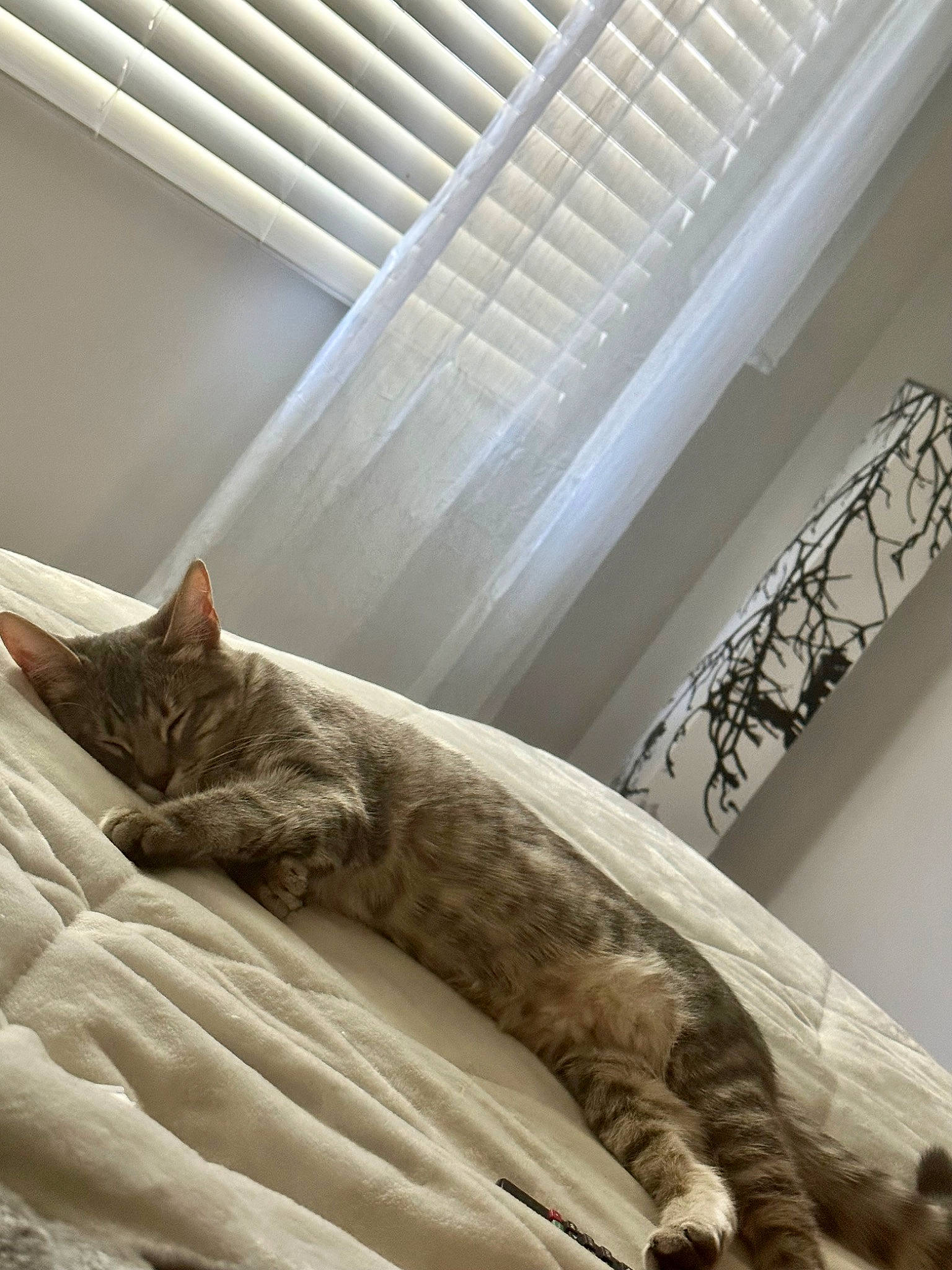 Aria joined the competition — help win amazing prizes! bed, bedding, carnivore, cat, comfort, couch, domestic_short_haired_cat, felidae, flooring, fur, hardwood, interior_design, linens, room, small_to_medium_sized_cats, tail, textile, whiskers, window, wood