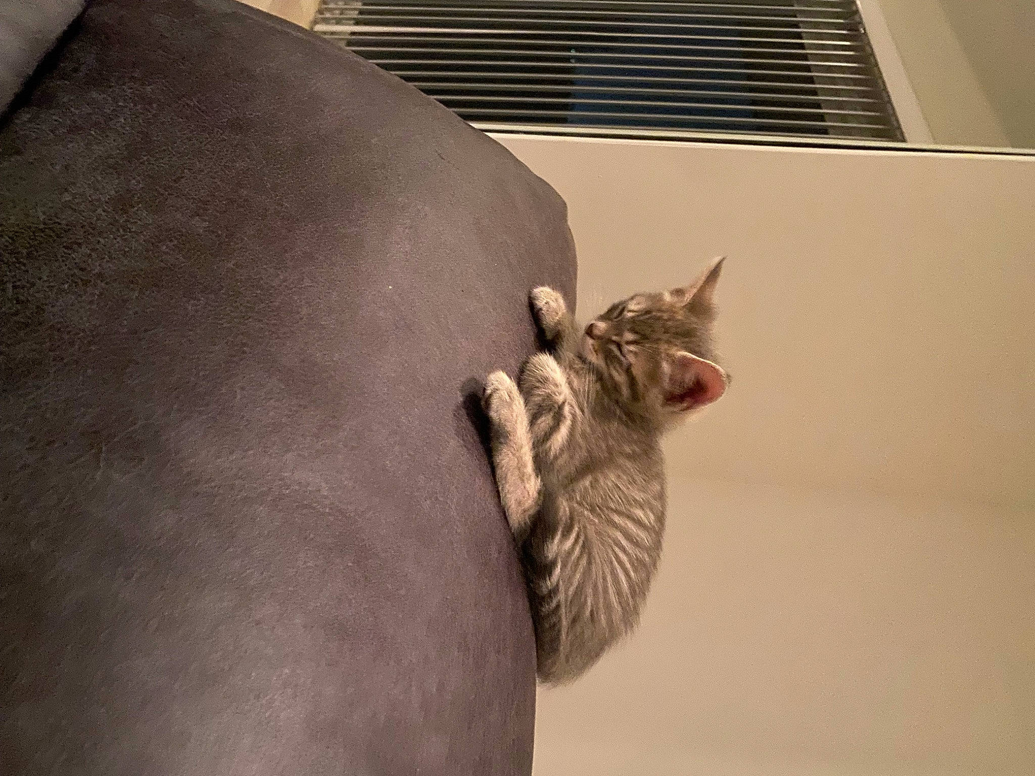 Aria joined the competition — help win amazing prizes! carnivore, cat, comfort, domestic_short_haired_cat, ear, elbow, fawn, felidae, fur, gesture, grey, house, metal, paw, small_to_medium_sized_cats, snout, tail, whiskers, window, wood