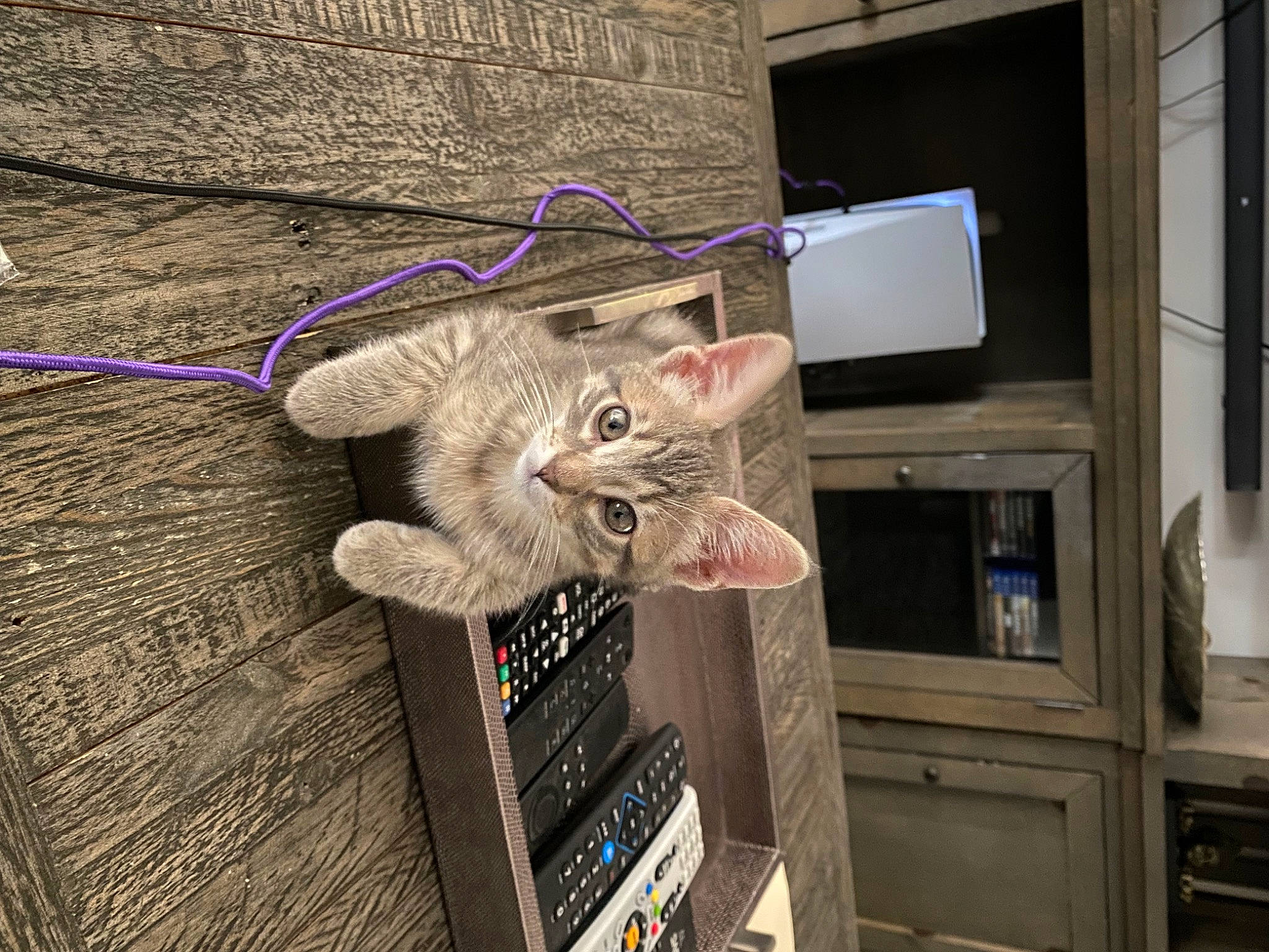 Aria joined the competition — help win amazing prizes! art, cabinetry, carnivore, cat, domestic_short_haired_cat, felidae, flooring, fur, hardwood, machine, room, small_to_medium_sized_cats, tail, television, thread, visual_arts, whiskers, wood