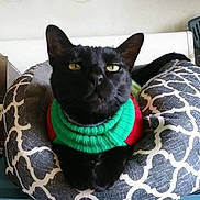 Bdenny is registered to the contest to win money with this photo: cat, black_cat, pet, animal, sweater, green_clothing, red_clothing, pet_bed, cushion, patterned_fabric, sitting, portrait, indoors, home, furniture, fur, ears, eyes, serious_expression, cozy