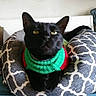 cat, black_cat, pet, animal, sweater, green_clothing, red_clothing, pet_bed, cushion, patterned_fabric, sitting, portrait, indoors, home, furniture, fur, ears, eyes, serious_expression, cozy
