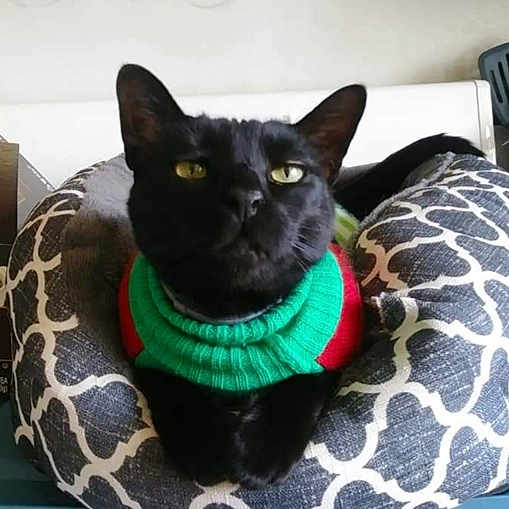 Bdenny is registered to the contest to win money with this photo: cat, black_cat, pet, animal, sweater, green_clothing, red_clothing, pet_bed, cushion, patterned_fabric, sitting, portrait, indoors, home, furniture, fur, ears, eyes, serious_expression, cozy