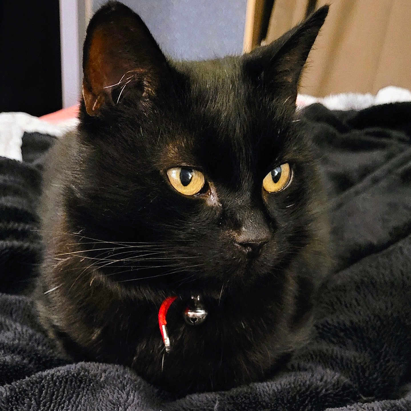 Chanel a rejoint le concours — aidez-le/la à gagner de superbes lots ! animal, bed, bedroom, bird, blackbird, blackcat, blanket, cat, computer, electronics, furniture, indoors, kitten, manx, pc, pet, quilt, room