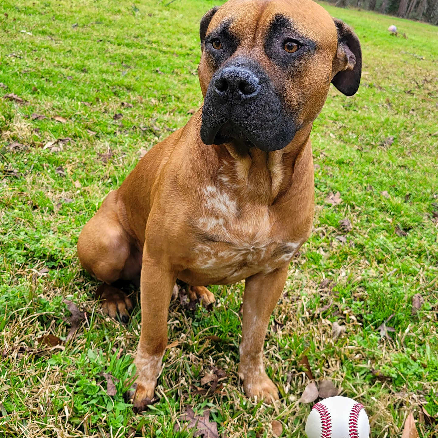 Beaux joined the competition — help win amazing prizes! animal, ball, baseball, baseballball, boxer, bulldog, canine, dog, field, football, grass, grassland, pet, plant, soccer, soccerball, sphere, sport, tennis, tennisball