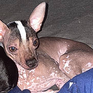 Skunky joined the competition — help win amazing prizes! animal, brown, canine, close_up, companion, curious, cute, dog, domestic_animal, ears, hairless, indoor, lying_down, pet, portrait, resting, skin, small_dog, spot_pattern, white_markings