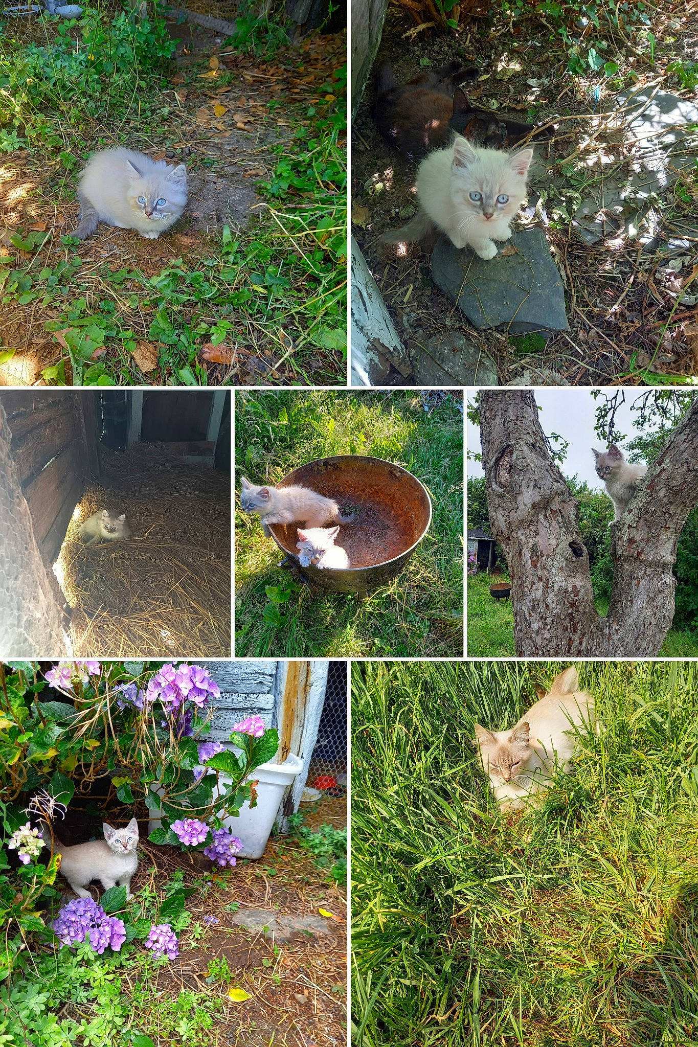 Sachou a rejoint le concours — aidez-le/la à gagner de superbes lots ! adaptation, annual_plant, biome, botany, fawn, grass, green, groundcover, landscape, mammal, natural_landscape, organism, plant, shrub, spring, terrestrial_plant, tree, trunk, vegetation, vertebrate