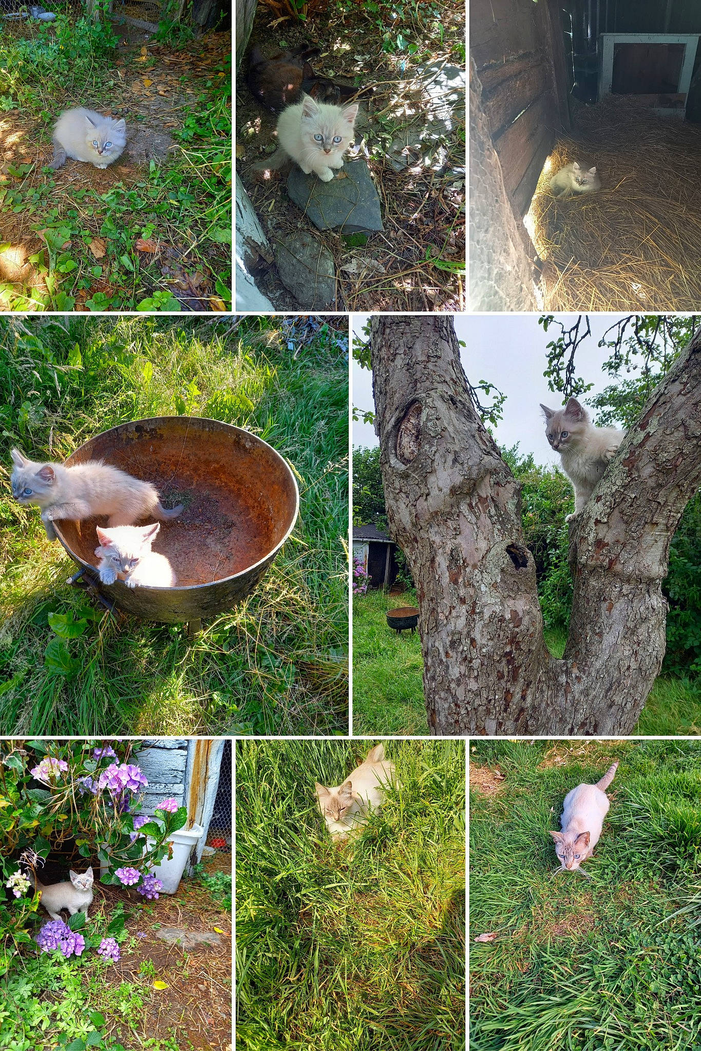 Sachou participe au concours pour gagner de l'argent avec cette photo : adaptation, biome, collage, fawn, forest, grass, grass_family, green, groundcover, landscape, natural_landscape, nature_reserve, organism, plant, shrub, soil, terrestrial_plant, tree, trunk, wildlife