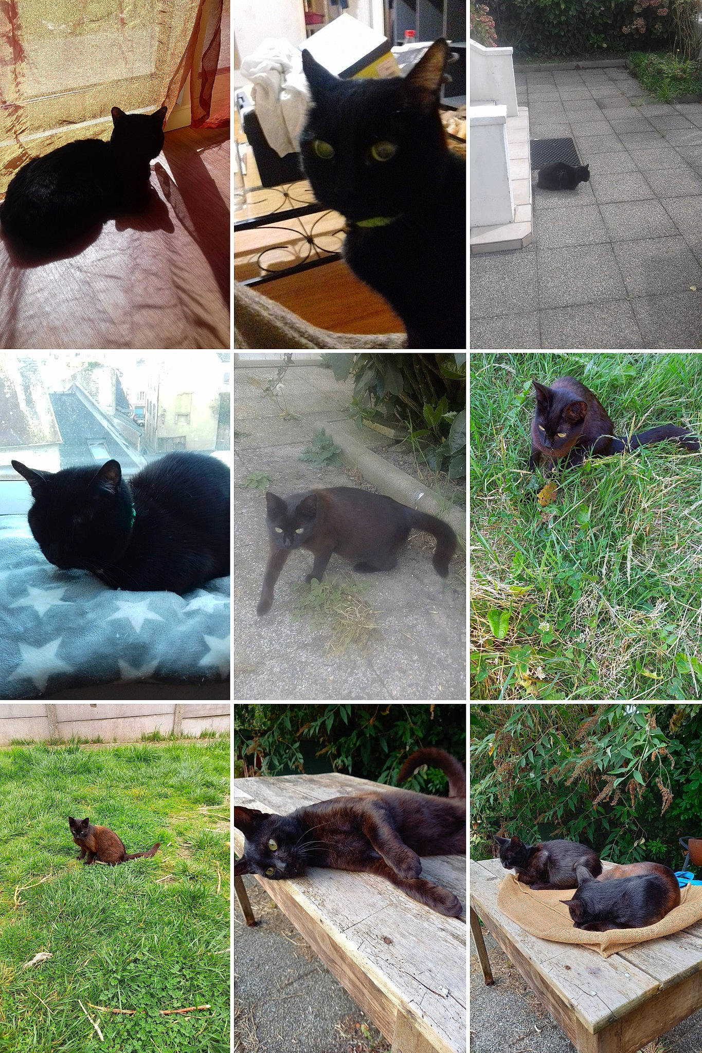 Sachou a rejoint le concours — aidez-le/la à gagner de superbes lots ! adaptation, carnivore, cat, felidae, grass, green, groundcover, mammal, nature, organism, photograph, plant, small_to_medium_sized_cats, snapshot, tail, terrestrial_animal, terrestrial_plant, vertebrate, whiskers, wildlife