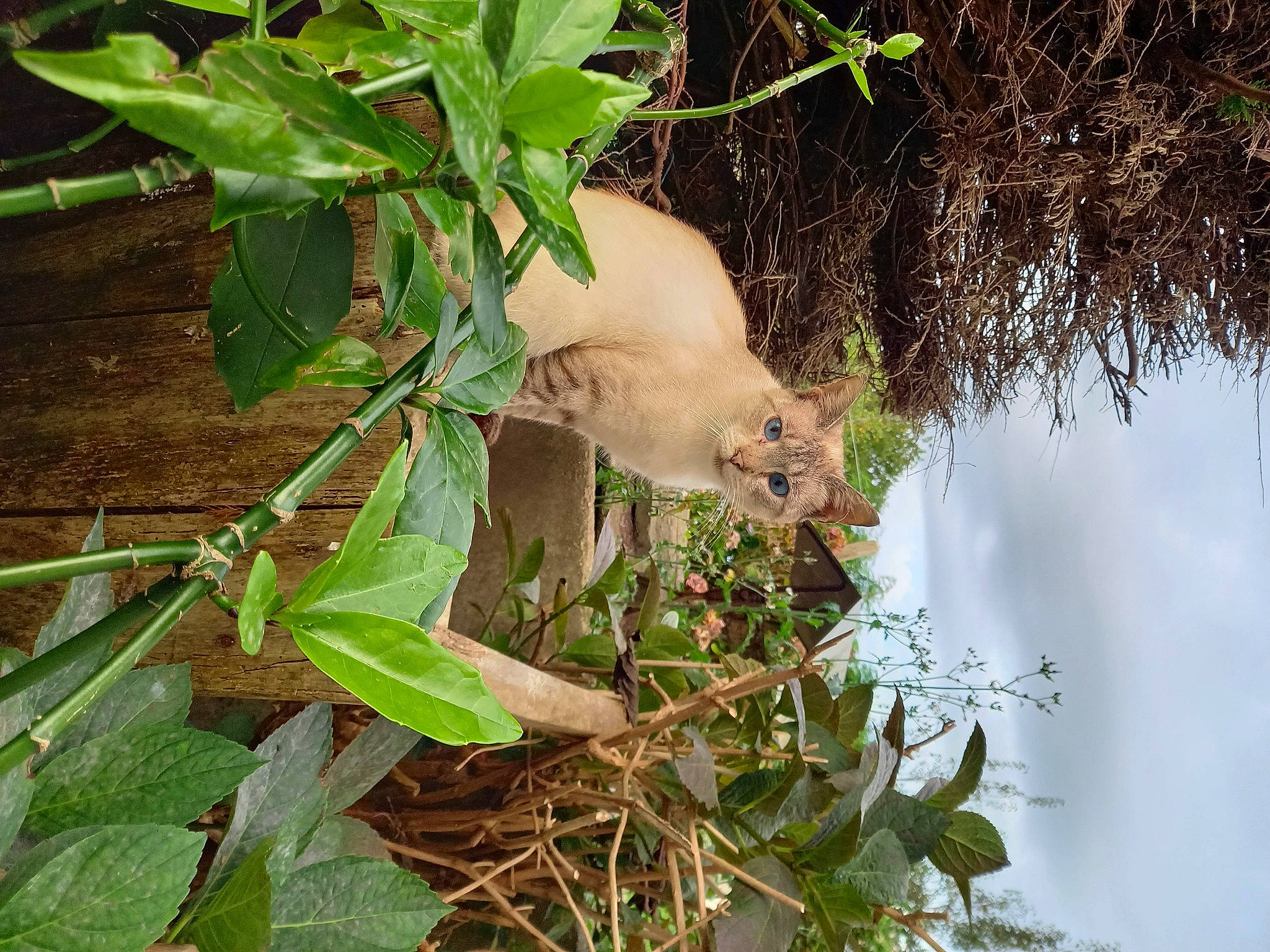 Sachou participe au concours pour gagner de l'argent avec cette photo : beak, branch, carnivore, cat, cloud, fawn, felidae, fur, grass, herb, plant, plant_stem, small_to_medium_sized_cats, tail, terrestrial_animal, terrestrial_plant, tree, twig, wildlife, wood