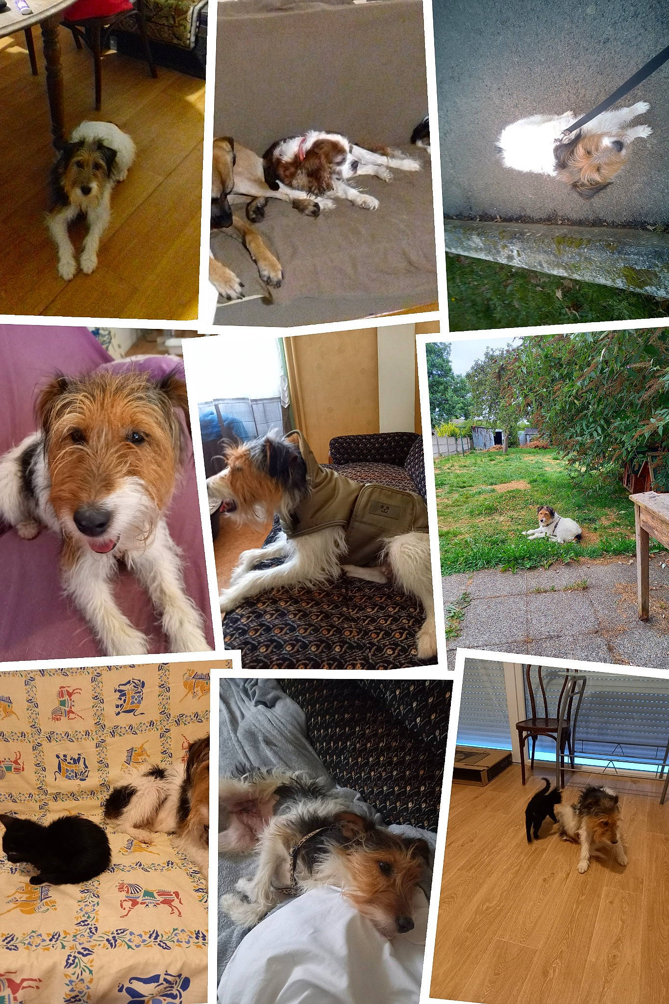 Lulu participe au concours pour gagner de l'argent avec cette photo : art, carnivore, collage, companion_dog, dog, dog_breed, dog_supply, flooring, fur, grass, landscape, leisure, outdoor_furniture, photography, plant, room, sporting_group, table, tree, wood