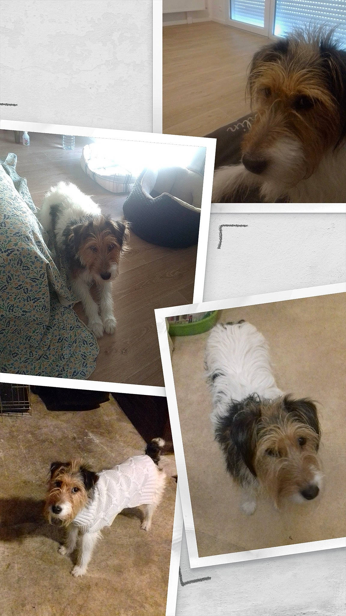 Lulu participe au concours pour gagner de l'argent avec cette photo : art, canidae, carnivore, collage, companion_dog, dog, dog_breed, ear, fur, giant_dog_breed, herding_dog, liver, mammal, puppy, small_terrier, sporting_group, terrier, toy_dog, vertebrate, working_animal