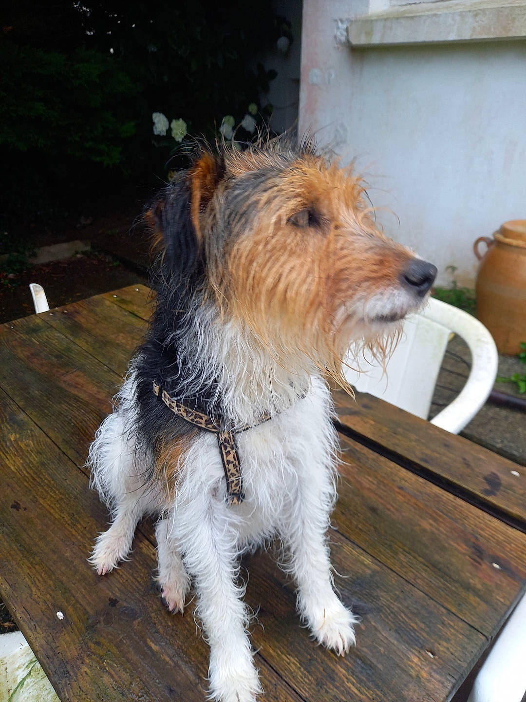 Lulu a rejoint le concours — aidez-le/la à gagner de superbes lots ! canidae, carnivore, companion_dog, dog, dog_breed, fawn, flooring, fur, hardwood, outdoor_furniture, plant, serveware, small_terrier, snout, sporting_group, table, tail, terrier, wood, wood_stain