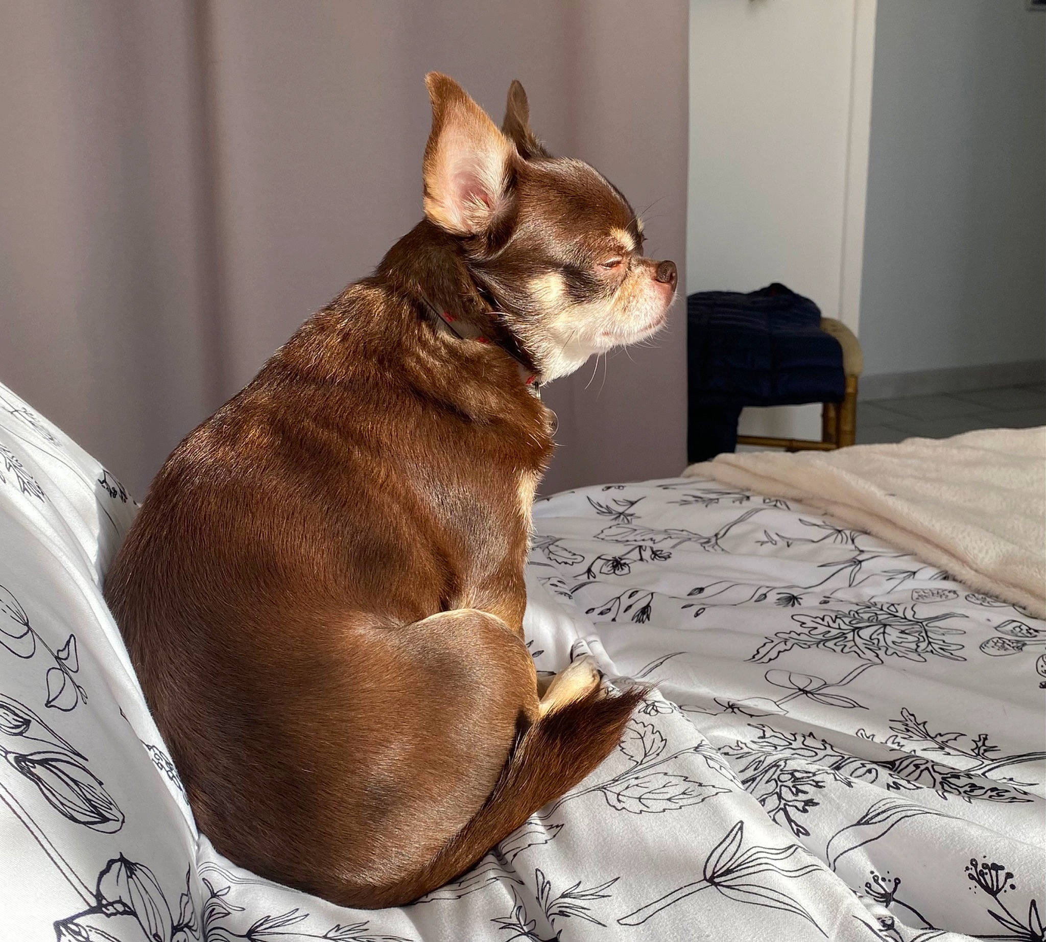 Masha participe au concours pour gagner de l'argent avec cette photo : brown, carnivore, collar, comfort, companion_dog, dog, dog_breed, dog_collar, dog_supply, fawn, felidae, liver, pet_supply, small_to_medium_sized_cats, snout, sporting_group, tail, whiskers, wood, working_animal