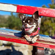 Masha participe au concours pour gagner de l'argent avec cette photo : animal, bench, blue_sky, chihuahua, closeup, collar, daylight, dog, fur, happy, nature, outdoor, paws, pet, red, small_dog, smiling, sunny, tongue_out, wood