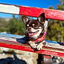animal, bench, blue_sky, chihuahua, closeup, collar, daylight, dog, fur, happy, nature, outdoor, paws, pet, red, small_dog, smiling, sunny, tongue_out, wood