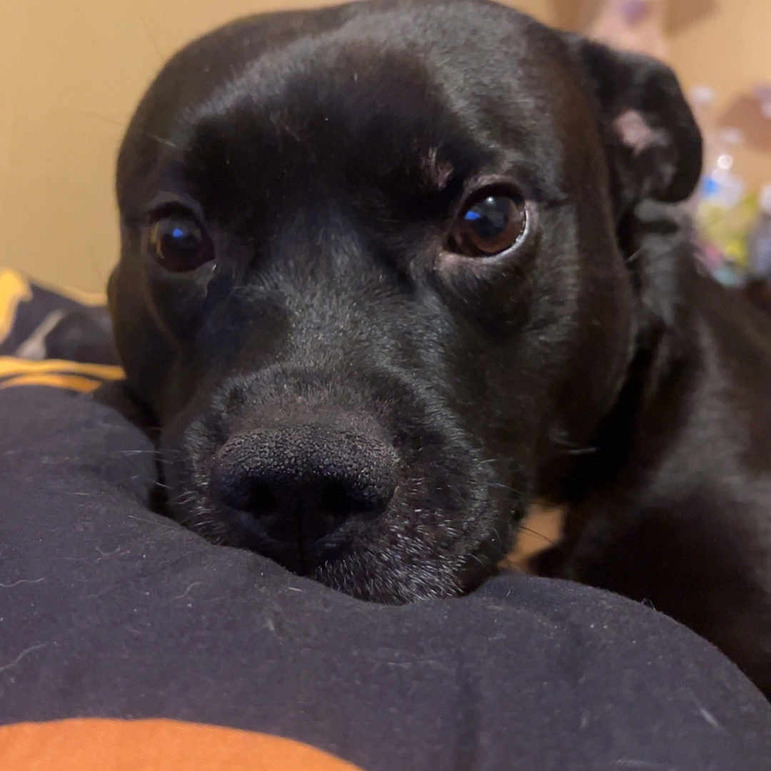 Jb joined the competition — help win amazing prizes! dog, black_dog, pet, close_up, resting, indoor, blanket, bed, cute, animal, face, fur, portrait, looking, cozy, relaxed, home, comfort, canine, sleepy