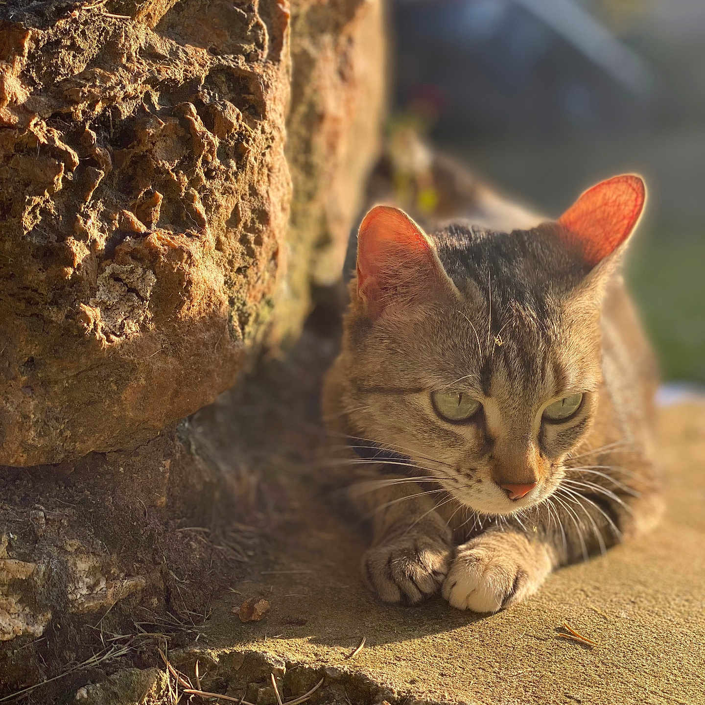 Phénix a rejoint le concours — aidez-le/la à gagner de superbes lots ! abyssinian, angora, animal, archaeology, cat, cliff, den, egyptiancat, field, grassland, kitten, manx, nature, outdoors, pet, rock, siamese, slate, soil, wood