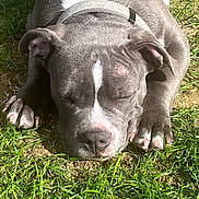 Ares a rejoint le concours — aidez-le/la à gagner de superbes lots ! dog, sleeping, gray_dog, white_stripe, grass, sunlight, outdoor, pet, canine, resting, close_up, paw, nose, ears, collar, nature, animal, peaceful, cute, relaxation