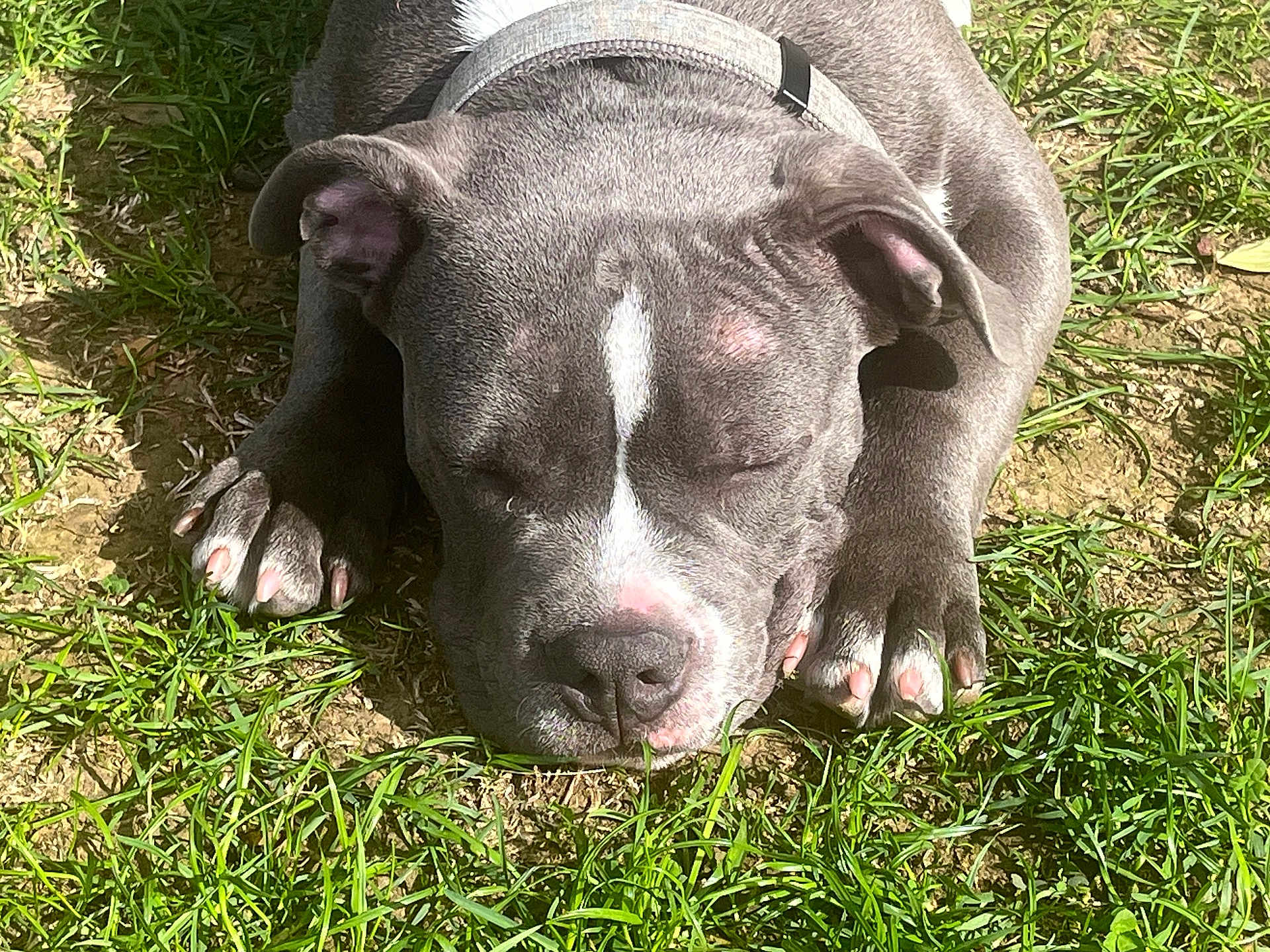 Ares a rejoint le concours — aidez-le/la à gagner de superbes lots ! dog, sleeping, gray_dog, white_stripe, grass, sunlight, outdoor, pet, canine, resting, close_up, paw, nose, ears, collar, nature, animal, peaceful, cute, relaxation