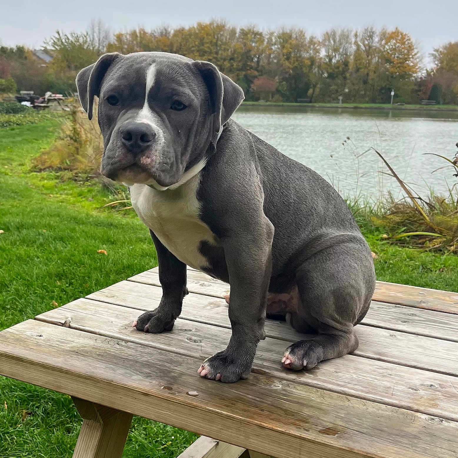 Ares participe au concours pour gagner de l'argent avec cette photo : animal, autumn, bench, calm, canine, daytime, dog, grass, gray, lake, nature, outdoor, park, pet, picnic_table, sitting, tree, water, white, wood