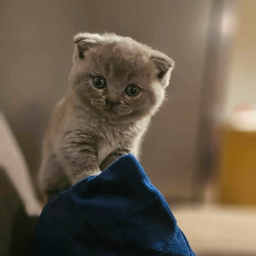 Arya a rejoint le concours — aidez-le/la à gagner de superbes lots ! adorable, animal, balanced, blue_pillow, cat, close_up, curious, cute, domestic_cat, feline, fluffy, gray_cat, indoor, kitten, looking, pet, pillow, small, soft_lighting, young_cat