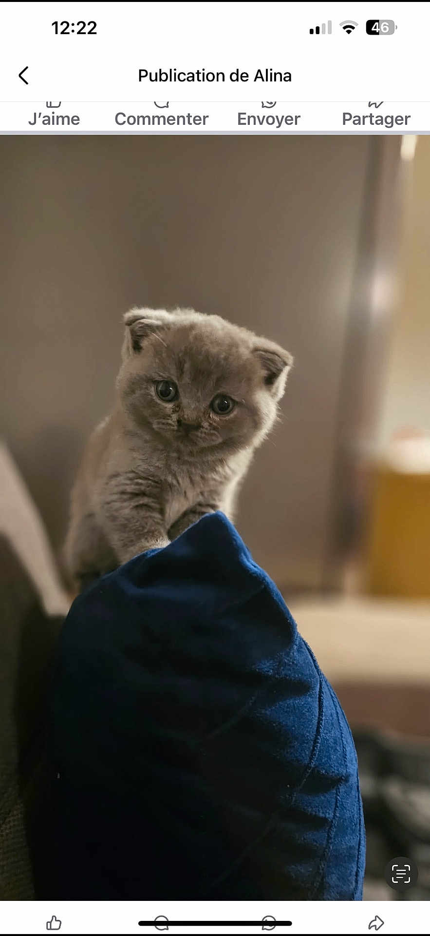 Arya a rejoint le concours — aidez-le/la à gagner de superbes lots ! kitten, cat, gray_cat, cute, fluffy, pet, animal, indoor, pillow, blue_pillow, curious, small, young_cat, feline, soft_lighting, close_up, domestic_cat, balanced, looking, adorable