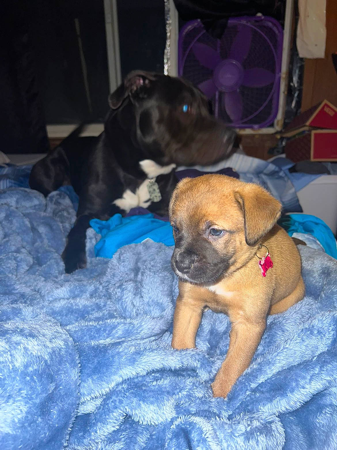 Pyper joined the competition — help win amazing prizes! boxer, canidae, carnivore, chair, comfort, companion_dog, dog, dog_breed, dog_supply, electric_blue, fawn, guard_dog, house, non_sporting_group, pet_supply, puppy, snout, sporting_group, working_dog, wrinkle