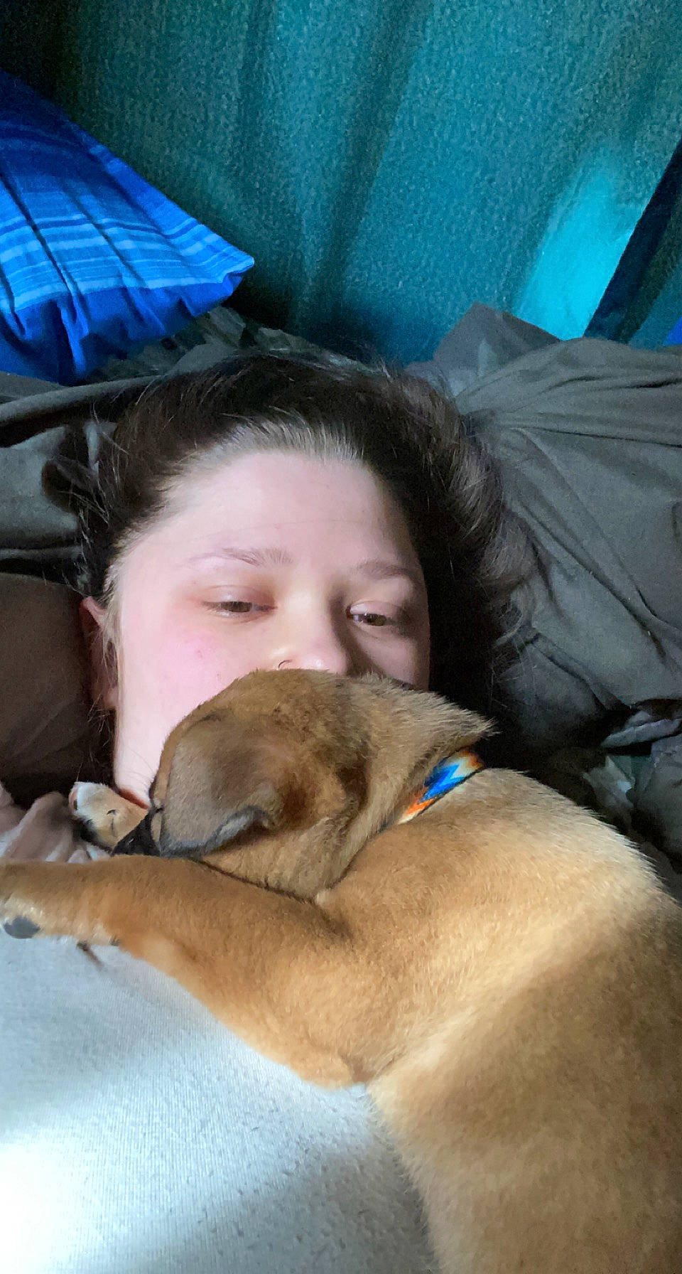 Pyper is registered to the contest to win money with this photo: bedtime, canidae, carnivore, comfort, companion_dog, dog, dog_breed, ear, fawn, fun, fur, linens, mammal, nap, sleep, snout, sporting_group, umbrella, vertebrate, working_animal