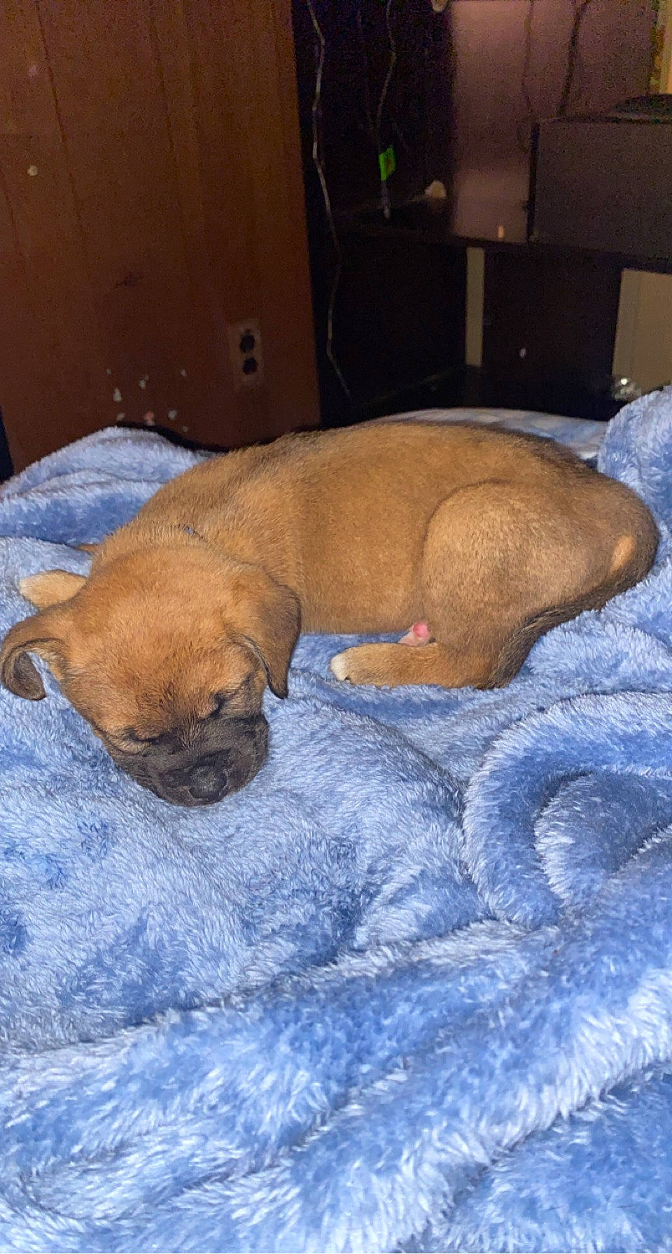 Pyper joined the competition — help win amazing prizes! bedtime, blanket, canidae, carnivore, comfort, companion_dog, dog, dog_breed, fawn, guard_dog, linens, nap, non_sporting_group, pet_supply, snout, sporting_group, tail, terrestrial_animal, whiskers, wrinkle