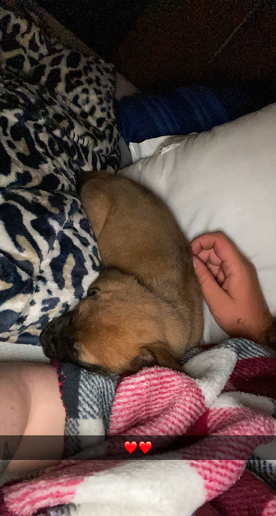 Pyper is registered to the contest to win money with this photo: bed_sheet, bedding, canidae, carnivore, comfort, companion_dog, dog, dog_breed, dog_supply, fawn, foot, fur, human_leg, knee, lap, linens, room, sporting_group, textile, thigh