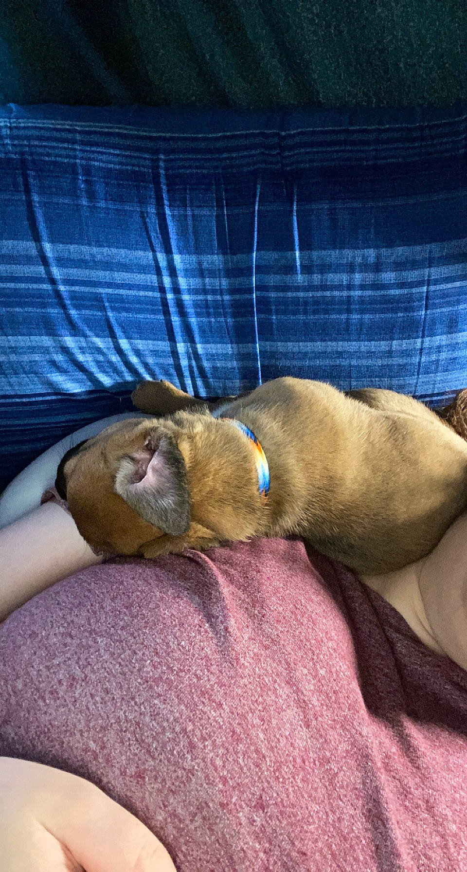 Pyper is registered to the contest to win money with this photo: bedtime, canidae, carnivore, comfort, companion_dog, dog, dog_breed, fawn, felidae, fur, human_leg, linens, nap, small_to_medium_sized_cats, snout, sporting_group, tail, thigh, whiskers, wrinkle